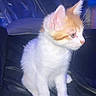 Rex joined the competition — help win amazing prizes! kitten, cat, orange_and_white, sitting, portrait, indoors, chair, black_surface, fluffy, fur, ears, whiskers, face, eyes, profile, pet, animal, cute, flash_photography, dark_background