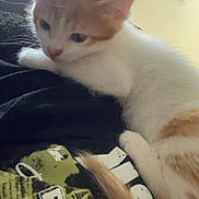 Rex joined the competition — help win amazing prizes! kitten, cat, pet, animal, white_fur, orange_patches, sleepy, sitting, lying_down, indoor, lap, clothing, printed_shirt, cushion, window, curtain, cozy, whiskers, ears, tail