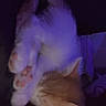 Rex joined the competition — help win amazing prizes! cat, feline, fluffy, white_cat, orange_cat, pet, animal, grooming, sleeping, sitting, paws, fur, indoors, purple_lighting, dim_light, low_light, portrait, close_up, playful, cozy