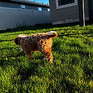 Oogie joined the competition — help win amazing prizes! dog, curly_coat, brown_fur, backyard, grass, outdoor, sunlight, suburban, fence, house, lawn, tail, standing, sniffing, pet, animal, garden, window, blue_sky, portrait