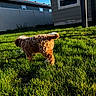 dog, curly_coat, brown_fur, backyard, grass, outdoor, sunlight, suburban, fence, house, lawn, tail, standing, sniffing, pet, animal, garden, window, blue_sky, portrait