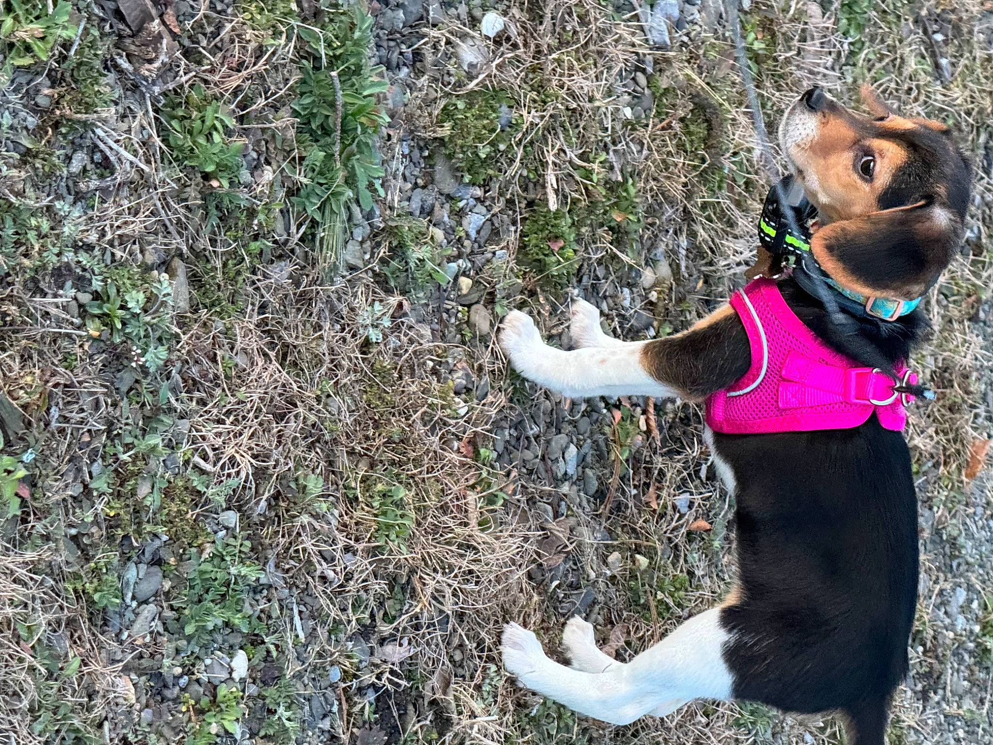 Daisy May is registered to the contest to win money with this photo: carnivore, collar, companion_dog, dog, dog_breed, dog_clothes, dog_collar, dog_supply, fawn, grass, groundcover, happy, hat, leash, pet_supply, plant, snout, sporting_group, tail, working_animal