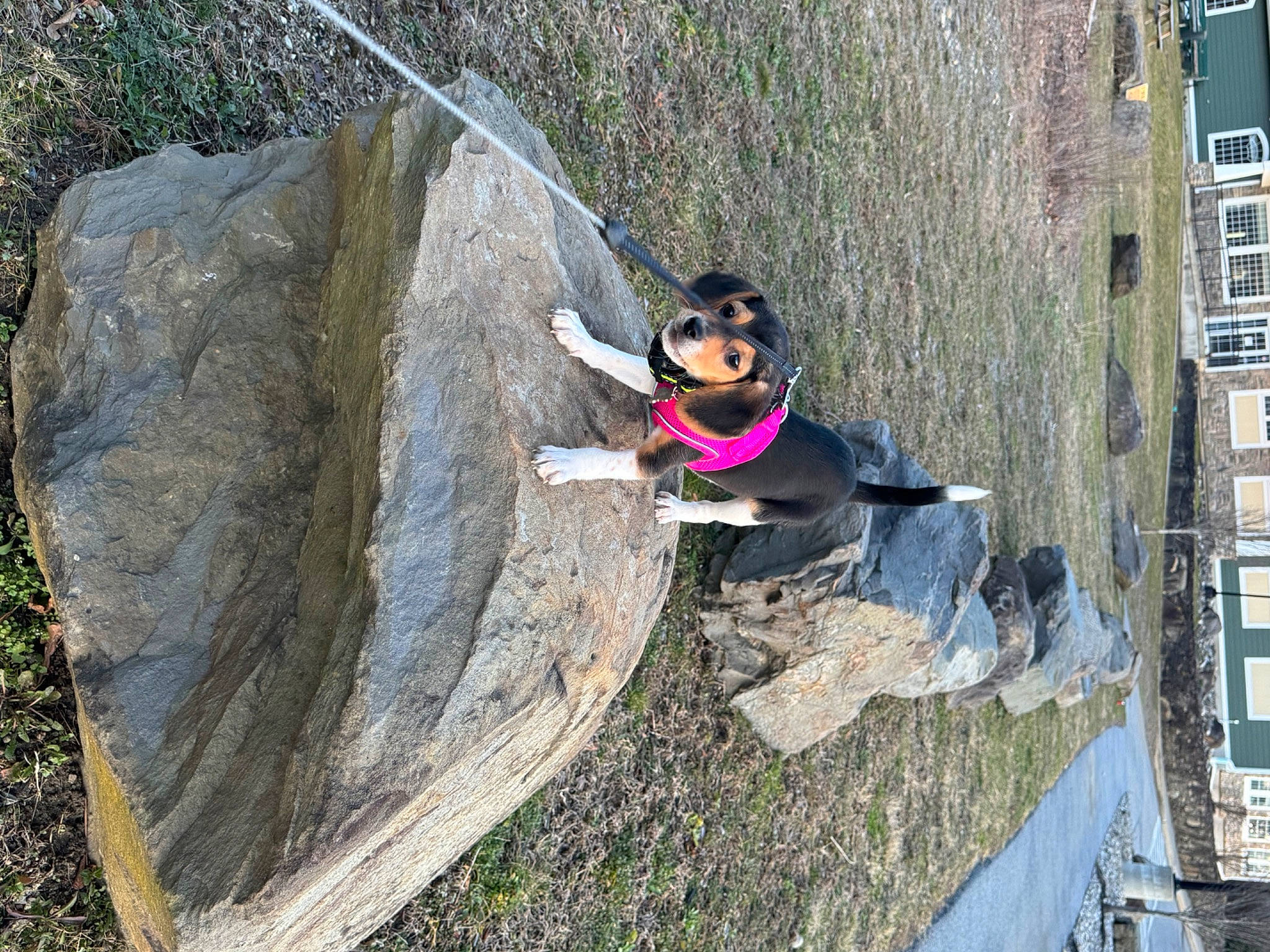 Daisy May joined the competition — help win amazing prizes! adventure, bedrock, building, child, city, concrete, fun, grass, landscape, leisure, plant, recreation, rock, slope, soil, sunglasses, toddler, trunk, wood