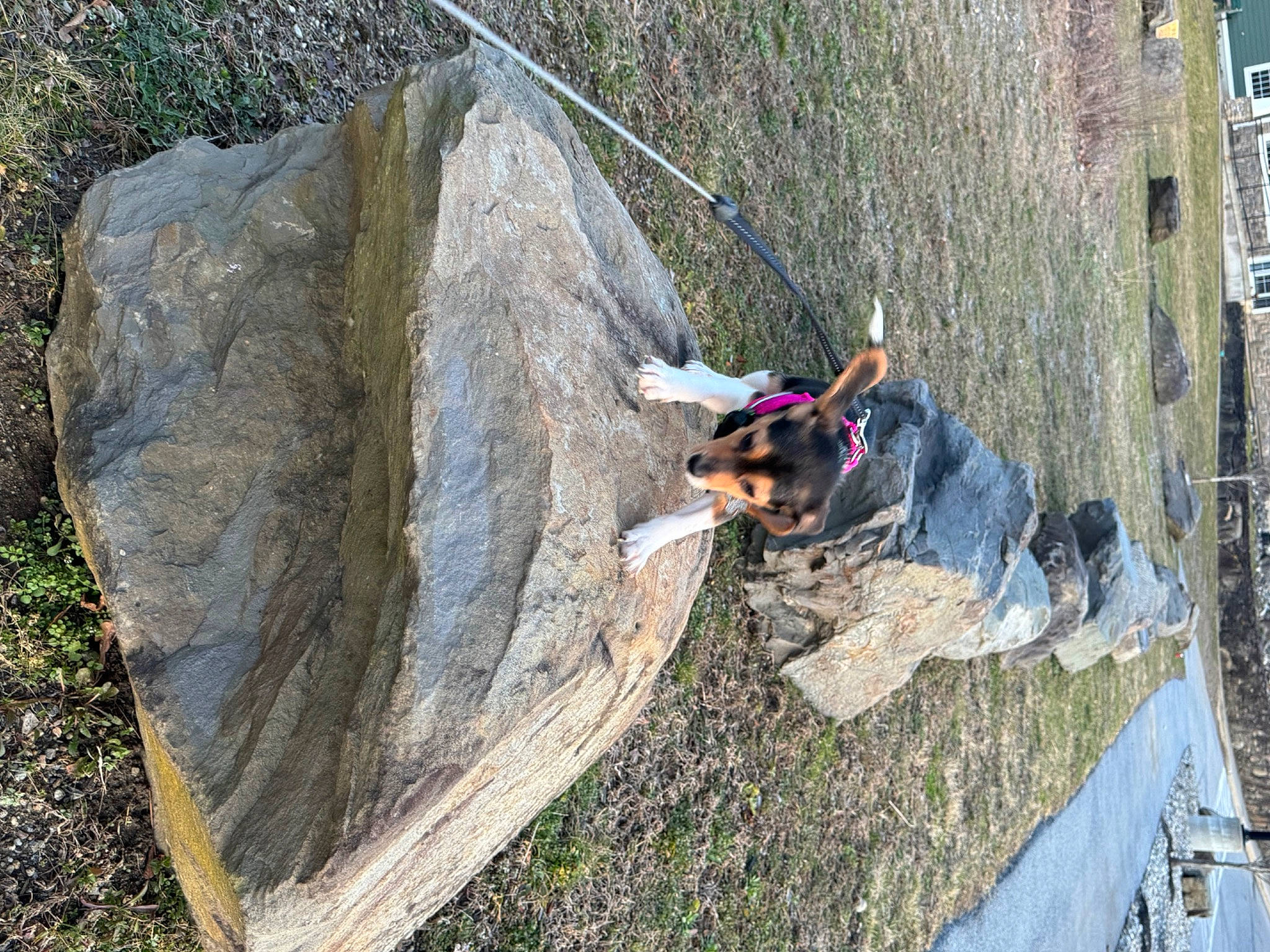 Daisy May joined the competition — help win amazing prizes! adventure, bedrock, climbing, concrete, extreme_sport, geological_phenomenon, grass, landscape, leisure, plant, recreation, rock, rock_climbing_equipment, rope, slope, soil, sport_climbing, tree, trunk, wood