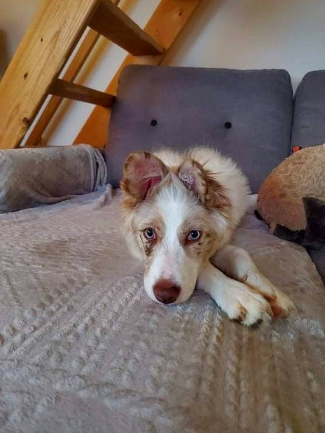 Bella participe au concours pour gagner de l'argent avec cette photo : canidae, carnivore, comfort, companion_dog, couch, dog, dog_breed, fawn, flooring, fur, hardwood, herding_dog, koolie, room, sporting_group, terrestrial_animal, whiskers, wood, working_animal, working_dog