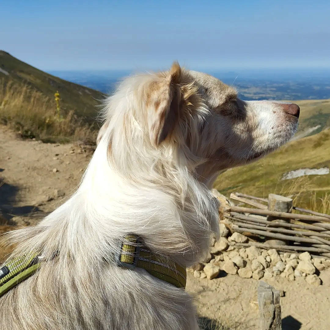 Bella a rejoint le concours — aidez-le/la à gagner de superbes lots ! canidae, carnivore, cloud, coast, collar, companion_dog, dog, dog_breed, dog_collar, fawn, fur, giant_dog_breed, landscape, mountain, plateau, sky, snout, sporting_group, wilderness, working_animal