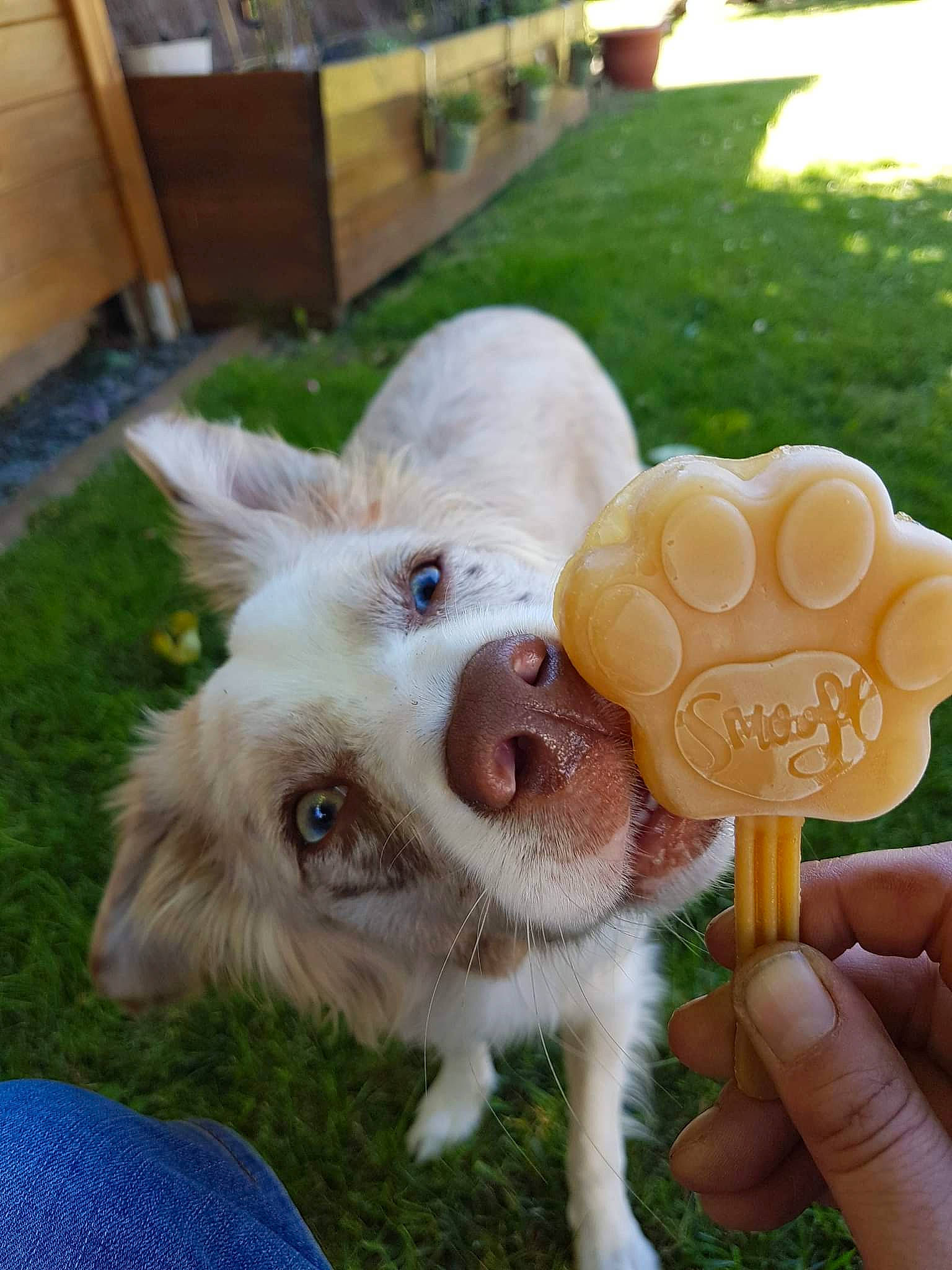Bella a rejoint le concours — aidez-le/la à gagner de superbes lots ! canidae, carnivore, companion_dog, dog, dog_breed, ear, fawn, fur, gesture, grass, happy, nail, paw, plant, snout, sporting_group, tail, thumb, whiskers, working_animal