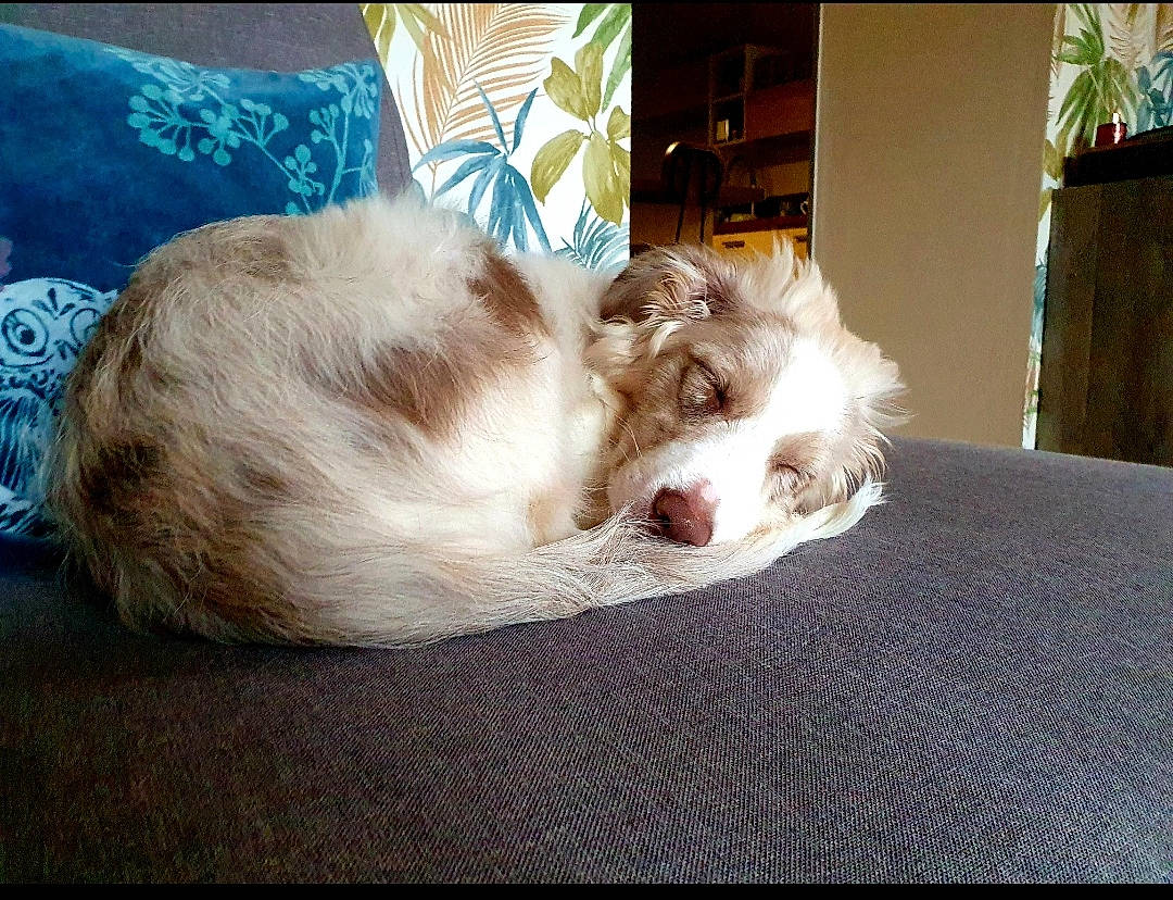 Bella a rejoint le concours — aidez-le/la à gagner de superbes lots ! canidae, carnivore, companion_dog, dog, dog_breed, fang, fawn, felidae, fur, houseplant, liver, nap, paw, plant, silken_windhound, small_to_medium_sized_cats, snout, sporting_group, whiskers, working_animal