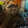 Willow is registered to the contest to win money with this photo: cat, glasses, gray_cat, pet, indoor, cozy, blanket, remote_control, bottle, plush, furniture, closeup, sleepy, relaxed, cute, animal, mammal, whiskers, face, ears