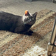 Willow is registered to the contest to win money with this photo: cat, gray_cat, indoor, carpet, rug, sunlight, curious, pet, feline, animal, floor, home, cozy, wide_eyes, whiskers, resting, domestic, fur, expression, living_room