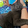 Willow is registered to the contest to win money with this photo: cat, gray_cat, sleeping, pet, cuddling, arm, bracelet, person, blanket, plush_toy, bed, cozy, indoor, furry, resting, cute, animal, comfort, nap, soft