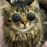 Bentley joined the competition — help win amazing prizes! cat, tabby, fluffy, sunglasses, pet, animal, feline, whiskers, nose, ears, fur, portrait, indoor, cute, relaxed, quilt, fashion, accessory, closeup, cool