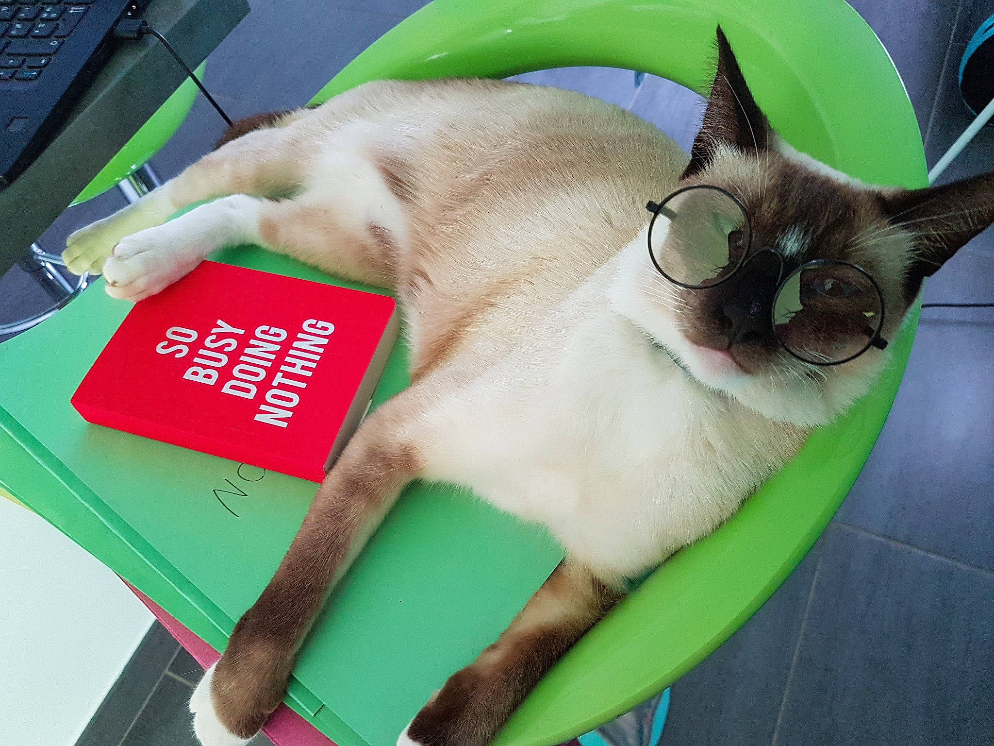 Pamouk a rejoint le concours — aidez-le/la à gagner de superbes lots ! carnivore, cat, collar, comfort, computer_keyboard, desk, fawn, felidae, foot, fur, green, input_device, peripheral, pet_supply, siamese, small_to_medium_sized_cats, snout, table, tail, whiskers