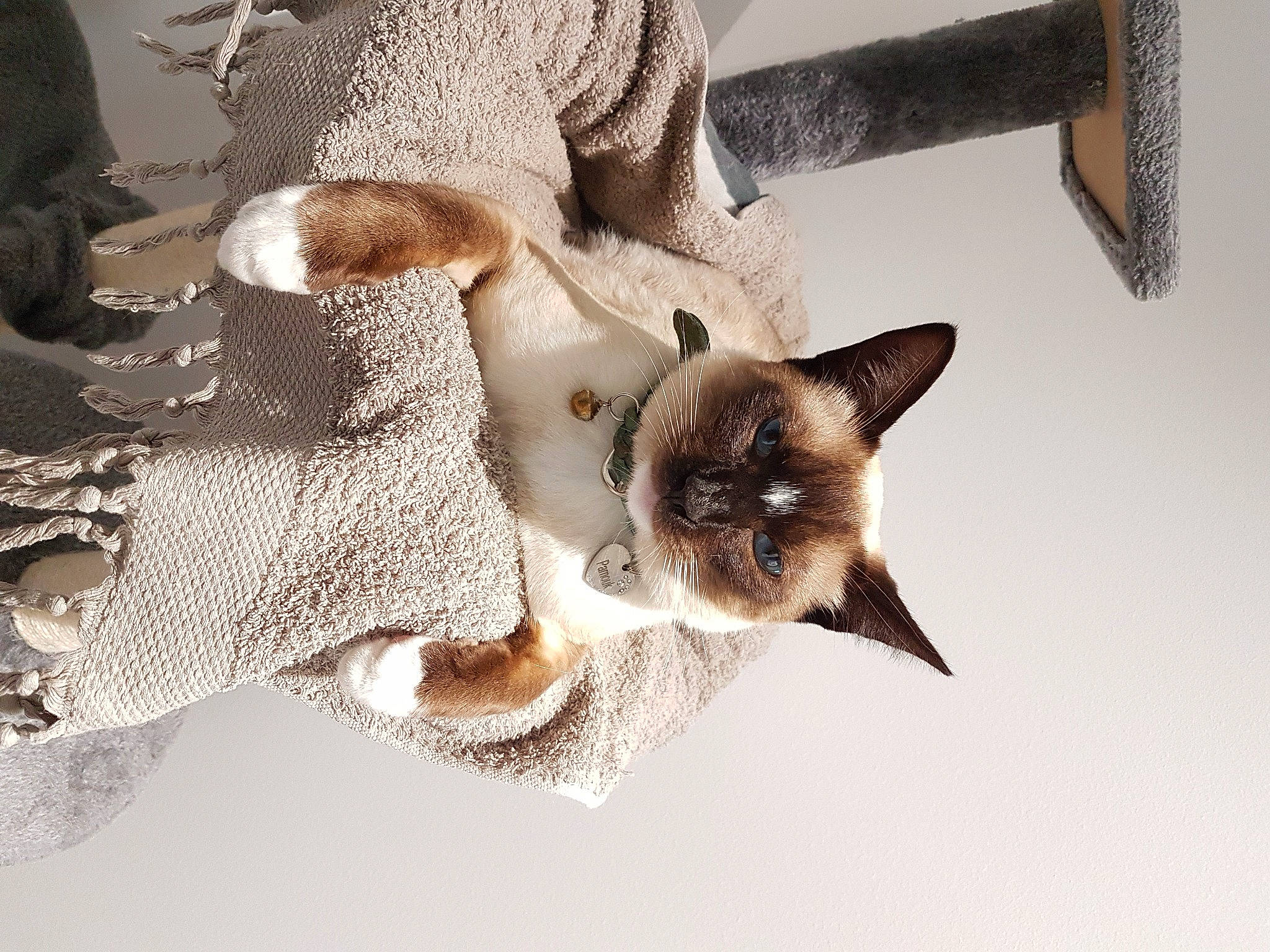 Pamouk a rejoint le concours — aidez-le/la à gagner de superbes lots ! balinese, carnivore, cat, claw, domestic_short_haired_cat, fawn, felidae, fur, linens, organism, pattern, paw, siamese, small_to_medium_sized_cats, snout, tail, thai, whiskers, wildlife, woven_fabric