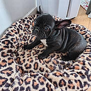 Roxane a rejoint le concours — aidez-le/la à gagner de superbes lots ! dog, puppy, french_bulldog, black_dog, pet, animal, sitting, portrait, face, ears, short_hair, wrinkles, white_chest, leopard_print, pet_bed, blanket, indoors, wood_floor, laundry_basket, cute
