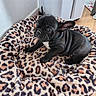 dog, puppy, french_bulldog, black_dog, pet, animal, sitting, portrait, face, ears, short_hair, wrinkles, white_chest, leopard_print, pet_bed, blanket, indoors, wood_floor, laundry_basket, cute