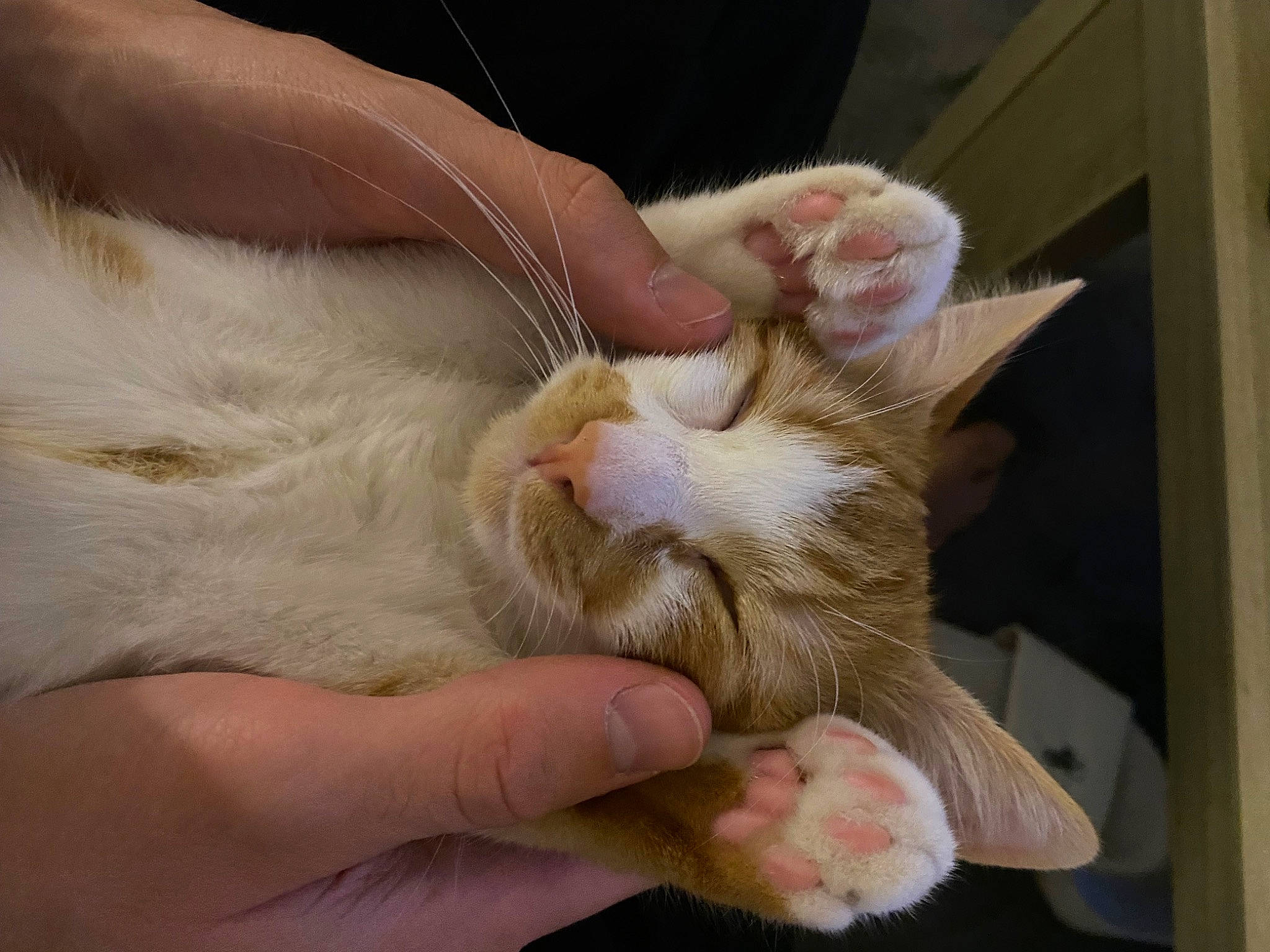 Uba participe au concours pour gagner de l'argent avec cette photo : carnivore, cat, claw, comfort, domestic_short_haired_cat, ear, fawn, felidae, finger, fur, gesture, nail, paw, small_to_medium_sized_cats, snout, tail, thumb, whiskers