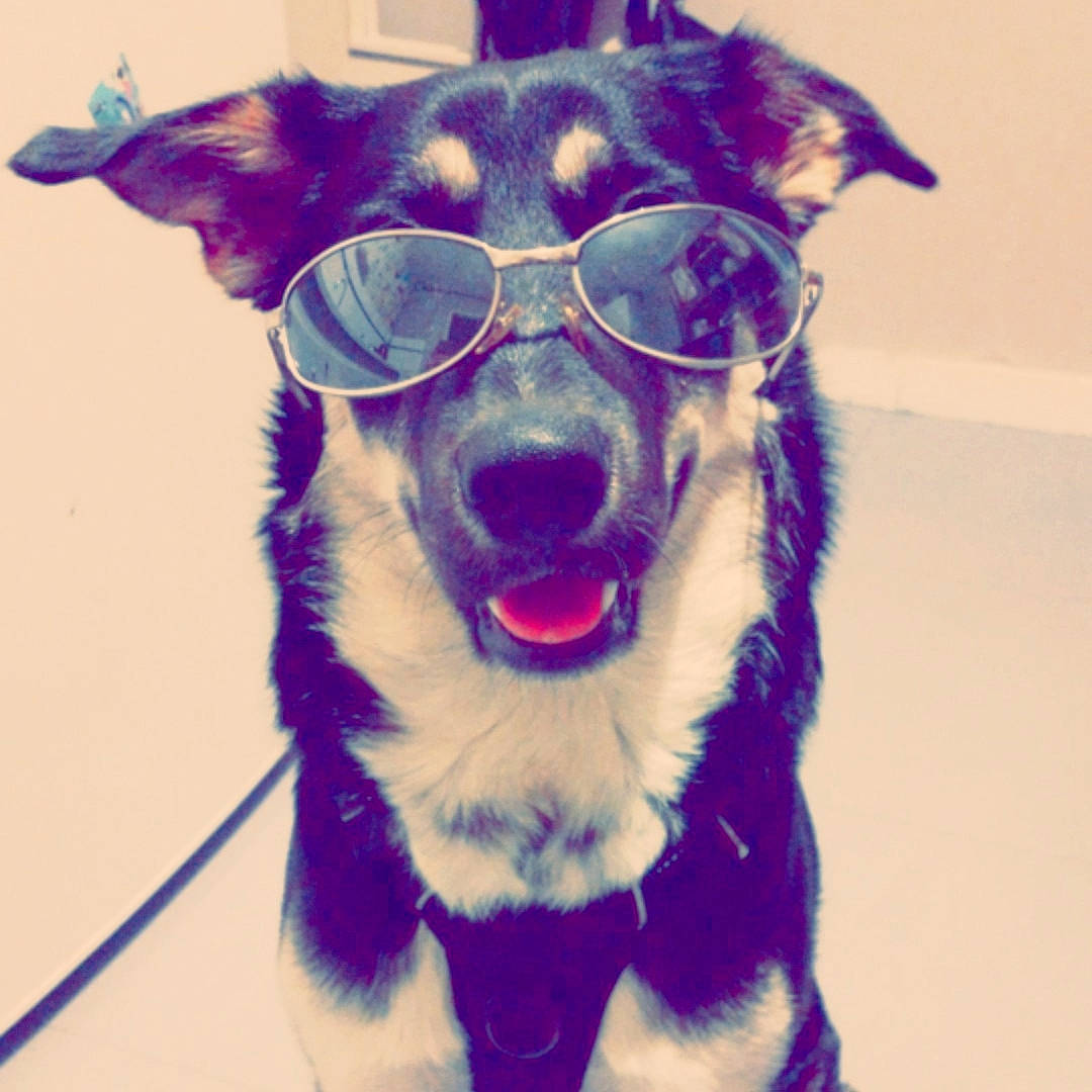 Tiana participe au concours pour gagner de l'argent avec cette photo : canidae, carnivore, collar, companion_dog, dog, dog_breed, dog_collar, dog_supply, ear, electric_blue, eyewear, iris, jaw, pet_supply, purple, snout, sporting_group, vision_care, whiskers, working_animal