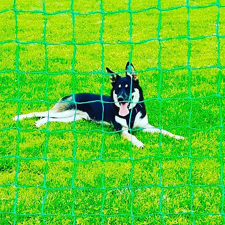 Tiana a rejoint le concours — aidez-le/la à gagner de superbes lots ! canidae, carnivore, dog, dog_breed, dog_supply, electric_blue, grass, green, line, mammal, mesh, net, pattern, people_in_nature, player, slope, sporting_group, sports, tail, vertebrate