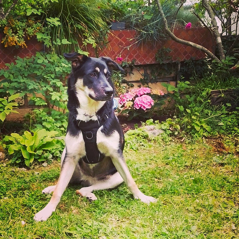 Tiana a rejoint le concours — aidez-le/la à gagner de superbes lots ! canidae, carnivore, collar, companion_dog, dog, dog_breed, dog_collar, fawn, garden, grass, groundcover, mcnab, plant, recreation, shrub, snout, sporting_group, tail, tree, working_animal