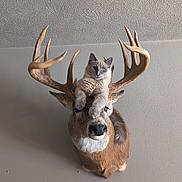 Myra joined the competition — help win amazing prizes! animal_head, antlers, beige, blue_eyes, cat, ceiling_texture, deer, fur, home_decor, humor, indoor, looking_at_camera, mounted_head, paws, pet_cat, portrait, taxidermy, trophy, wall, whimsical