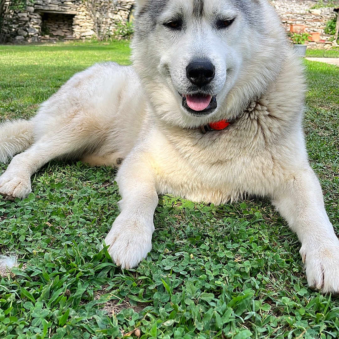 Balto a rejoint le concours — aidez-le/la à gagner de superbes lots ! animal, backyard, canine, dog, eskimodog, field, grass, grassland, green, herbal, herbs, husky, lawn, nature, outdoors, pet, plant, puppy, whitedog, yard