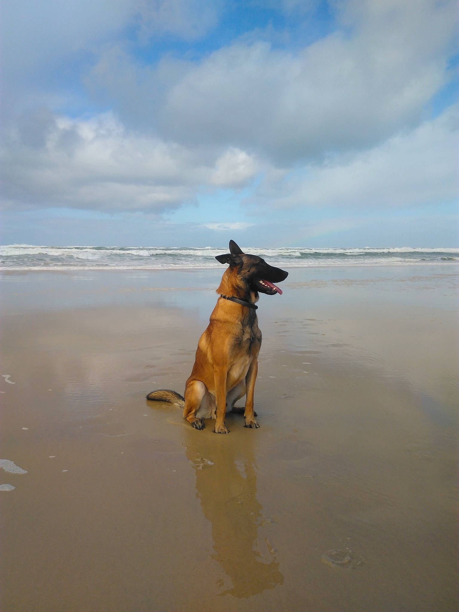 Phalco a rejoint le concours — aidez-le/la à gagner de superbes lots ! beach, canidae, carnivore, cloud, coast, collar, companion_dog, dog, dog_breed, fawn, horizon, mammal, ocean, sand, shore, sky, vertebrate, water, wind_wave, working_animal