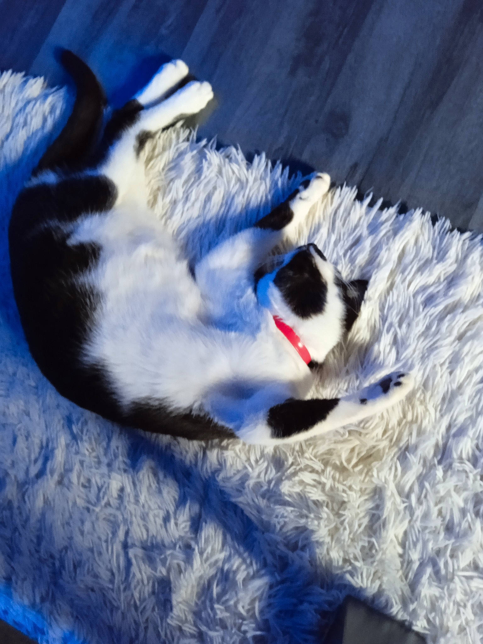 Oggy a rejoint le concours — aidez-le/la à gagner de superbes lots ! blue, carnivore, cat, cloud, comfort, companion_dog, dog_breed, electric_blue, felidae, fur, mammal, paw, sky, small_to_medium_sized_cats, snow, tail, textile, vertebrate, whiskers, winter