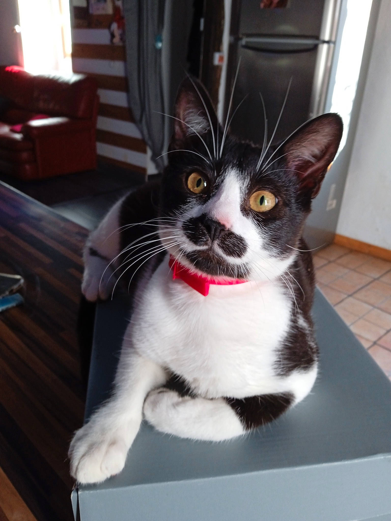 Oggy participe au concours pour gagner de l'argent avec cette photo : box, carnivore, cat, curtain, domestic_short_haired_cat, felidae, flooring, formal_wear, fur, grey, hardwood, paw, small_to_medium_sized_cats, snout, tail, whiskers, wood