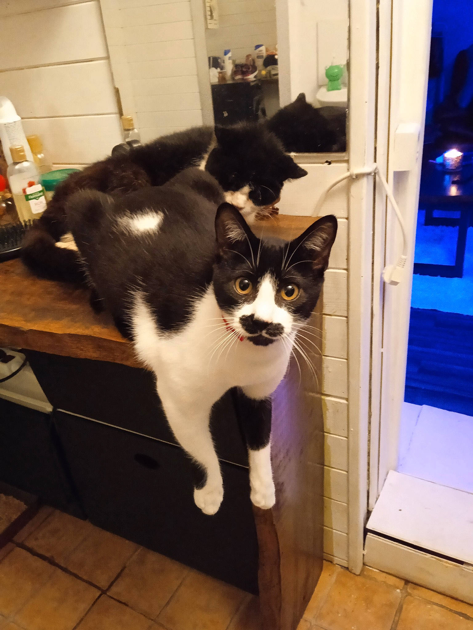 Oggy a rejoint le concours — aidez-le/la à gagner de superbes lots ! black_cat, carnivore, cat, domestic_short_haired_cat, door, felidae, floor, flooring, fur, hardwood, paw, plant, room, small_to_medium_sized_cats, snout, square, table, tail, whiskers, window