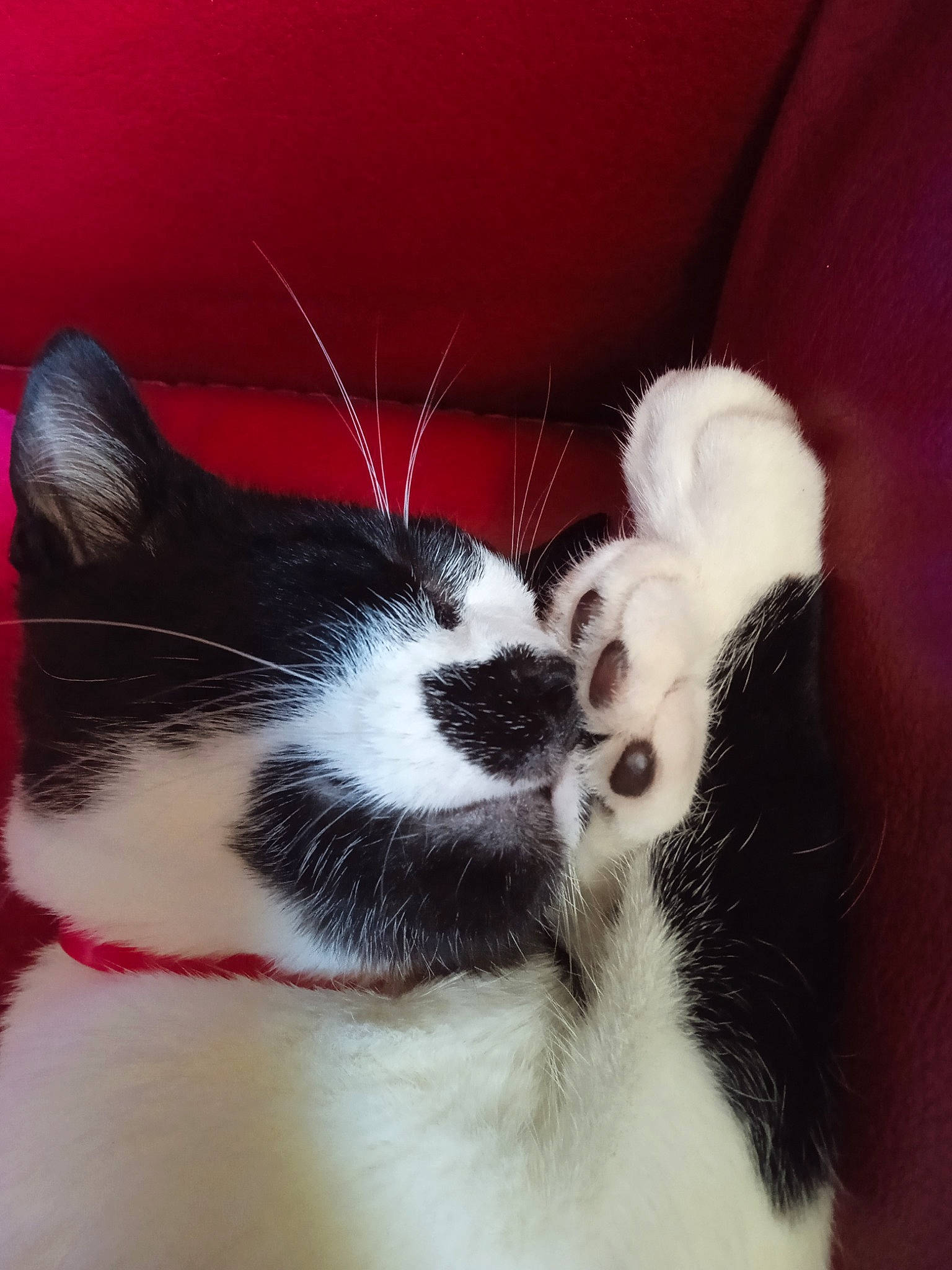 Oggy a rejoint le concours — aidez-le/la à gagner de superbes lots ! carnivore, cat, comfort, companion_dog, domestic_short_haired_cat, eye, felidae, foot, fur, head, human_leg, iris, nap, paw, plant, small_to_medium_sized_cats, snout, tail, toy, whiskers