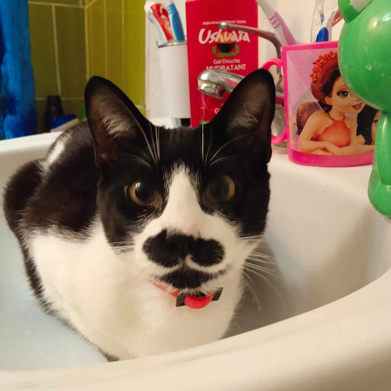 Oggy a rejoint le concours — aidez-le/la à gagner de superbes lots ! bathroom, box, carnivore, cat, cat_supply, ceramic, domestic_short_haired_cat, felidae, fluid, fur, household_supply, mammal, packaging_and_labeling, paper_product, pet_supply, plumbing, plumbing_fixture, small_to_medium_sized_cats, vertebrate, whiskers