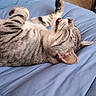 cat, tabby, pet, animal, sleeping, yawning, indoor, bed, blanket, blue, fur, whiskers, relaxed, cozy, cute, resting, paw, striped, domestic_cat, feline