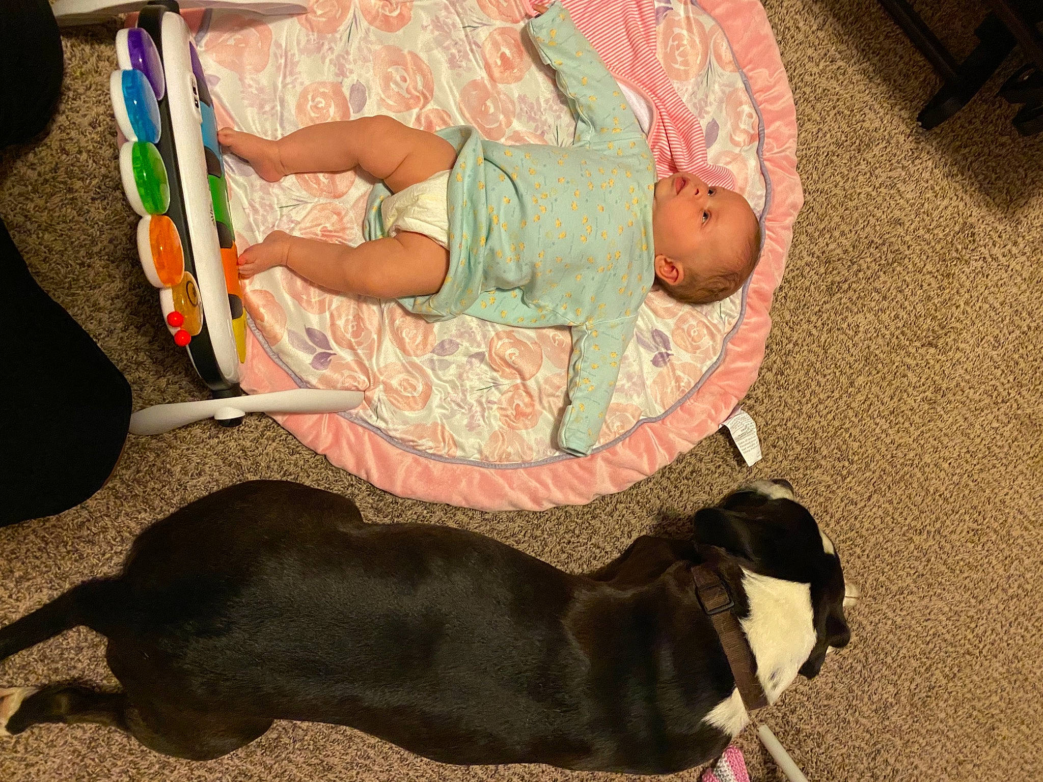 Rosie is registered to the contest to win money with this photo: baby, baby_products, baby_toddler_clothing, carnivore, child, collar, comfort, companion_dog, dog, dog_breed, dog_collar, flooring, fun, guard_dog, lap, leash, person, sitting, tail, toddler