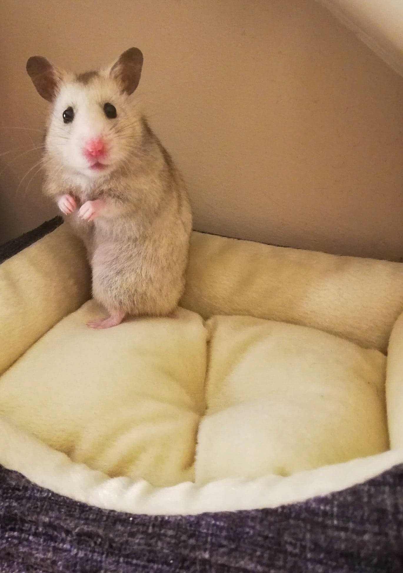 Pitchoune a rejoint le concours — aidez-le/la à gagner de superbes lots ! beige, chinchilla, degu, fawn, fur, gerbil, hamster, mammal, mouse, muridae, muroidea, rat, rodent, skin, tail, whiskers