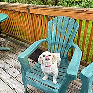 Minnie is registered to the contest to win money with this photo: dog, white_dog, plastic_chair, deck, wooden_deck, wooden_railing, outdoor, greenery, pet, animal, cute, licking_nose, collar, scratched_chair, nature, summer, daylight, fence, small_dog, happy