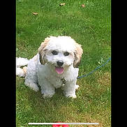 Gizmo is registered to the contest to win money with this photo: dog, grass, leash, toy, outdoor, pet, cute, animal, happy, sitting, tongue_out, small_dog, white_fur, brown_ears, playful, nature, summer, greenery, friendly, companion