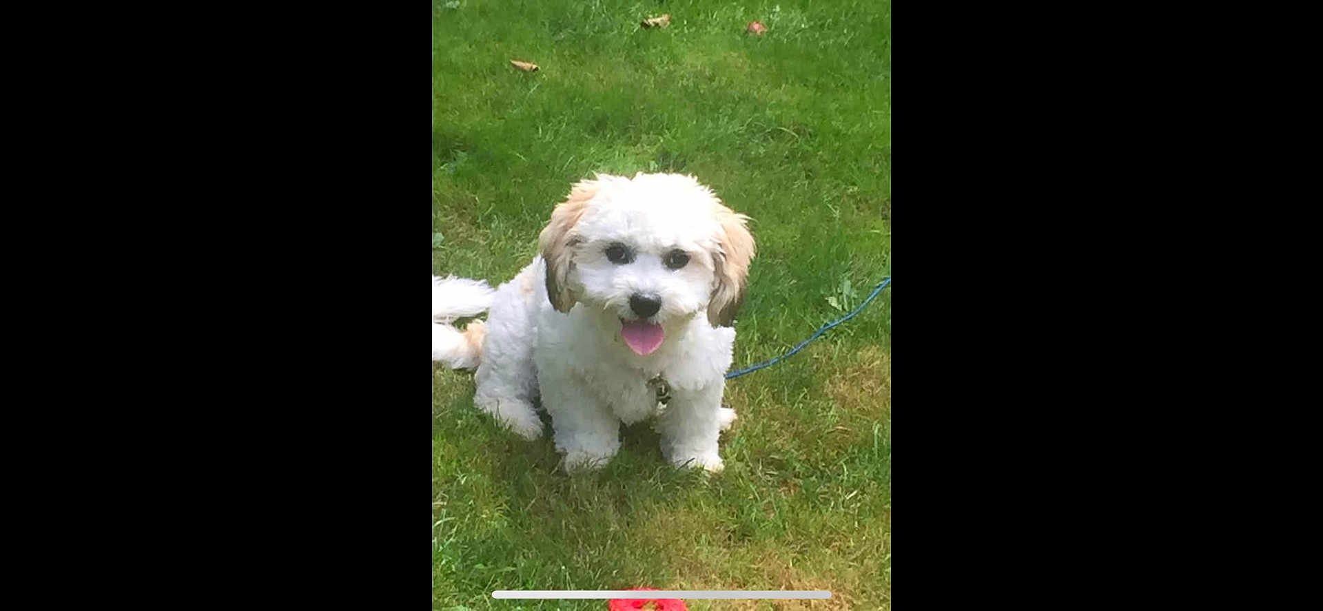 Gizmo