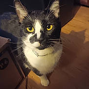 Maverick is registered to the contest to win money with this photo: cat, black_and_white, yellow_eyes, whiskers, indoor, wooden_floor, shadow, pet, animal, feline, curious, close_up, collar, domestic_cat, looking_up, floor, box, furniture, household, portrait