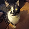 cat, black_and_white, yellow_eyes, whiskers, indoor, wooden_floor, shadow, pet, animal, feline, curious, close_up, collar, domestic_cat, looking_up, floor, box, furniture, household, portrait