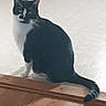 Maverick joined the competition — help win amazing prizes! cat, black_and_white, sitting, wooden_floor, tile_floor, indoor, pet, animal, curious, fur, tail, whiskers, ears, face, looking, domestic, feline, quiet, calm, household