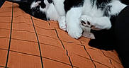 Maverick is registered to the contest to win money with this photo: cat, black_and_white, pet, animal, feline, whiskers, paws, resting, blanket, orange, checkered, indoor, cozy, relaxed, fur, cute, sleepy, laying, domestic_animal, home