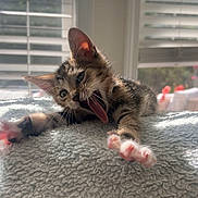 Yoda joined the competition — help win amazing prizes! animal, blanket, blinds, cat, cozy, cute, feline, fur, home, indoor, kitten, paw, pet, playful, relaxed, stretching, sunlight, tongue_out, whiskers, window
