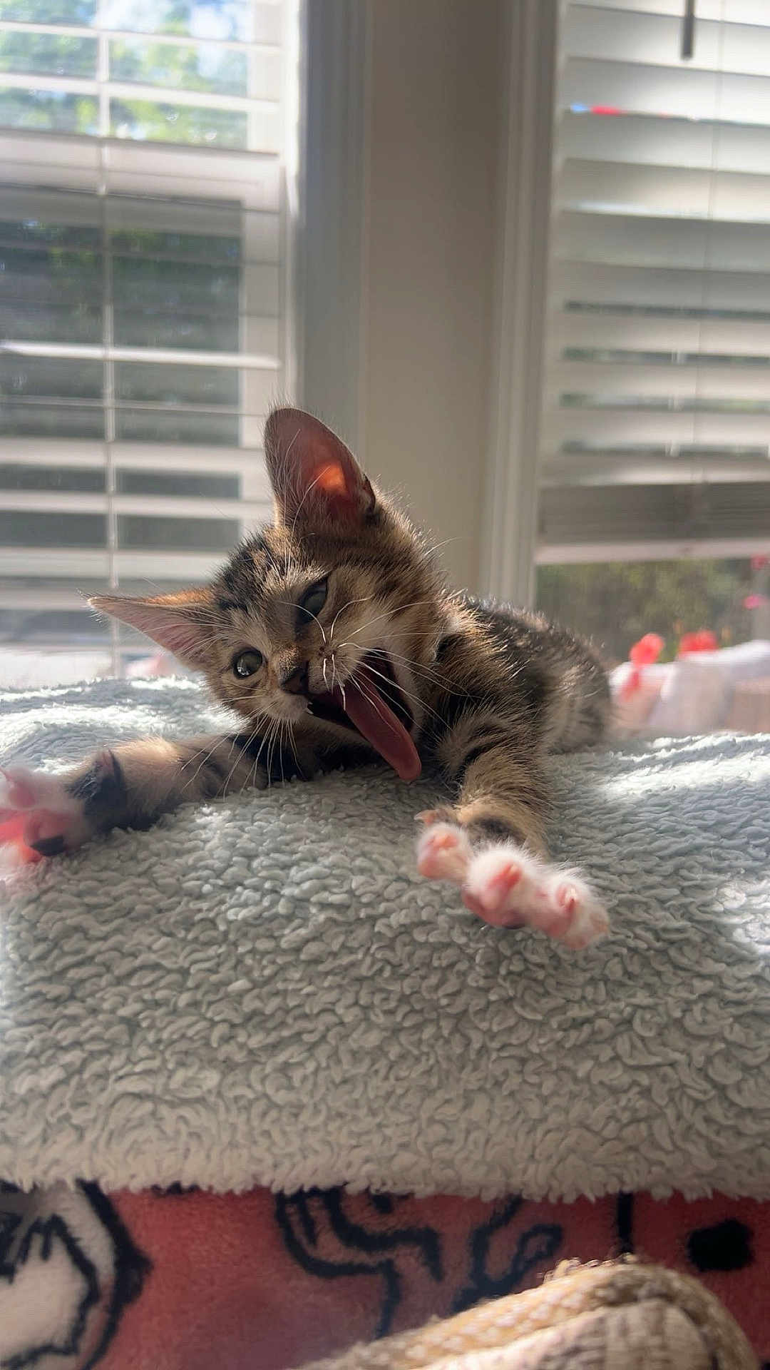 Yoda