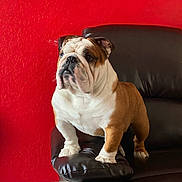 Kilo joined the competition — help win amazing prizes! bulldog, dog, pet, animal, leather_couch, red_wall, indoor, portrait, standing, fur, white, brown, paw, face, ears, floor, tile_floor, expression, looking_away, domestic