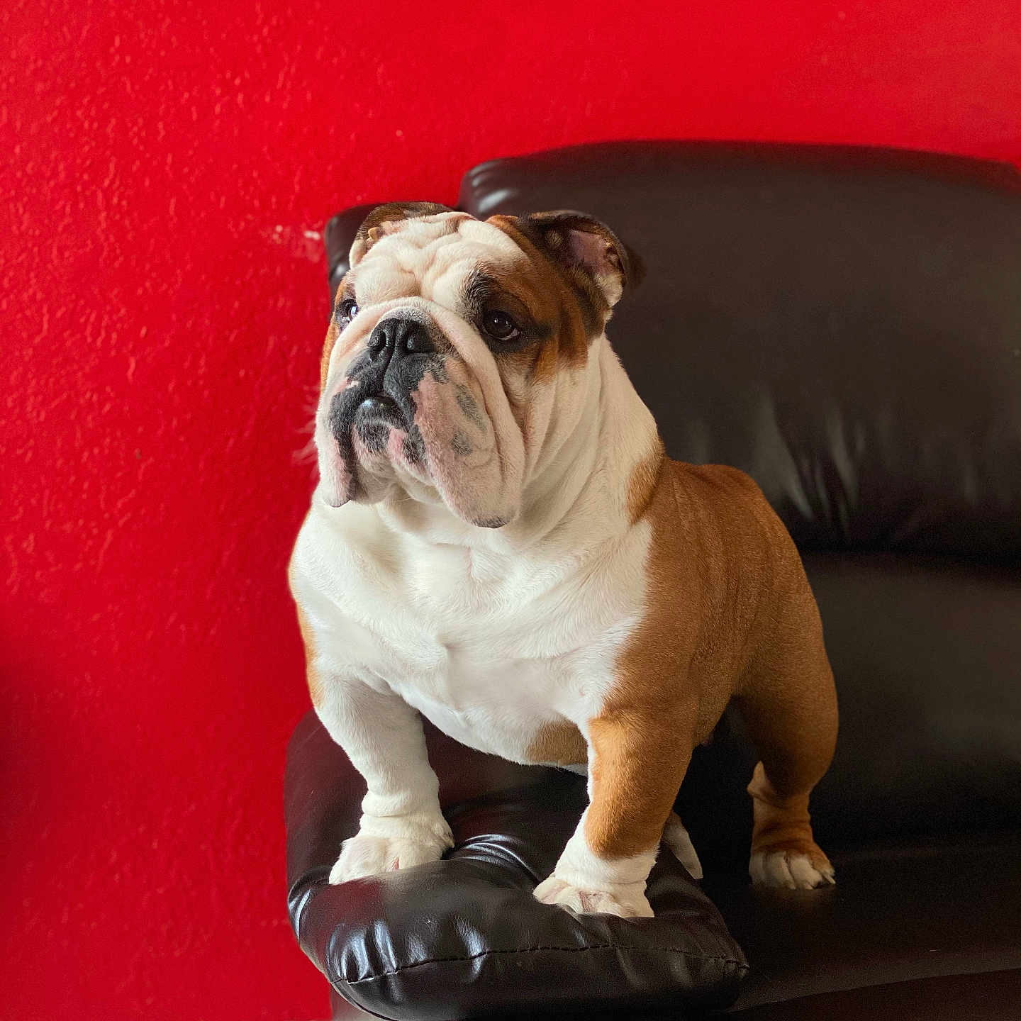 Kilo joined the competition — help win amazing prizes! animal, brown, bulldog, dog, domestic, ears, expression, face, floor, fur, indoor, leather_couch, looking_away, paw, pet, portrait, red_wall, standing, tile_floor, white