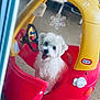 animal, closeup, cute, dog, door_open, floor, fluffy_dog, happy, indoor, pet, plastic, playful, red_car, snowflake_decoration, steering_wheel, tongue_out, toy_car, wheel, white_dog, yellow_car