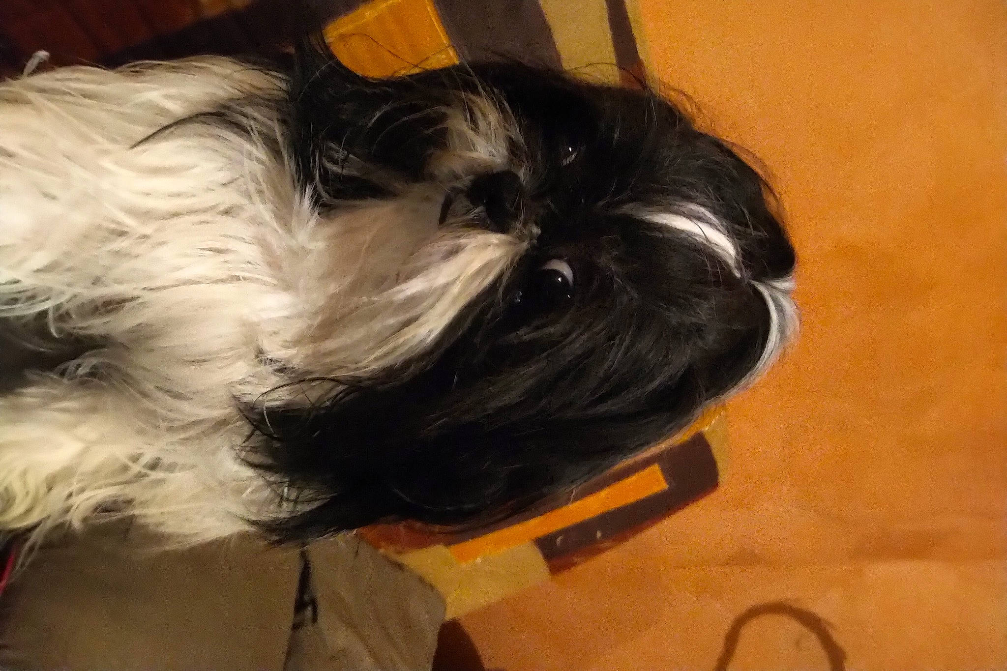 Holly a rejoint le concours — aidez-le/la à gagner de superbes lots ! affenpinscher, bolonka, canidae, carnivore, chinese_imperial_dog, companion_dog, dog, dog_breed, griffon_bruxellois, kyi_leo, liver, mammal, non_sporting_group, puppy, rare_breed_dog, shih_tzu, snout, sporting_group, tibetan_terrier, toy_dog