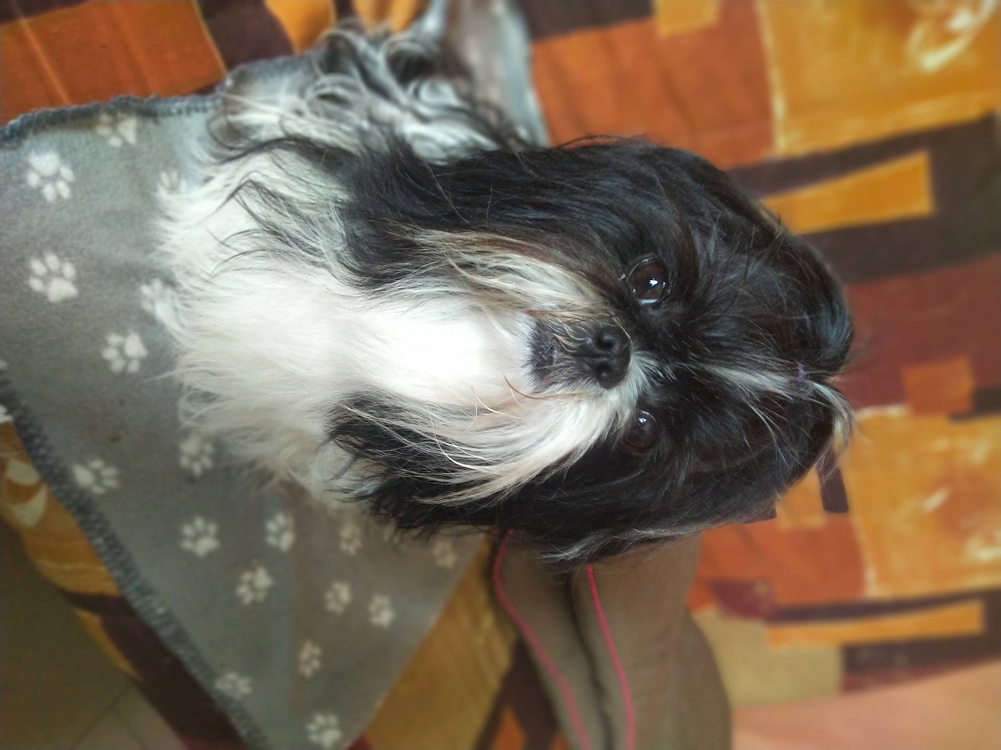 Holly participe au concours pour gagner de l'argent avec cette photo : affenpinscher, bolonka, canidae, carnivore, chinese_imperial_dog, companion_dog, dog, dog_breed, kyi_leo, lhasa_apso, lowchen, mammal, non_sporting_group, puppy, rare_breed_dog, shih_tzu, snout, sporting_group, toy_dog, vertebrate