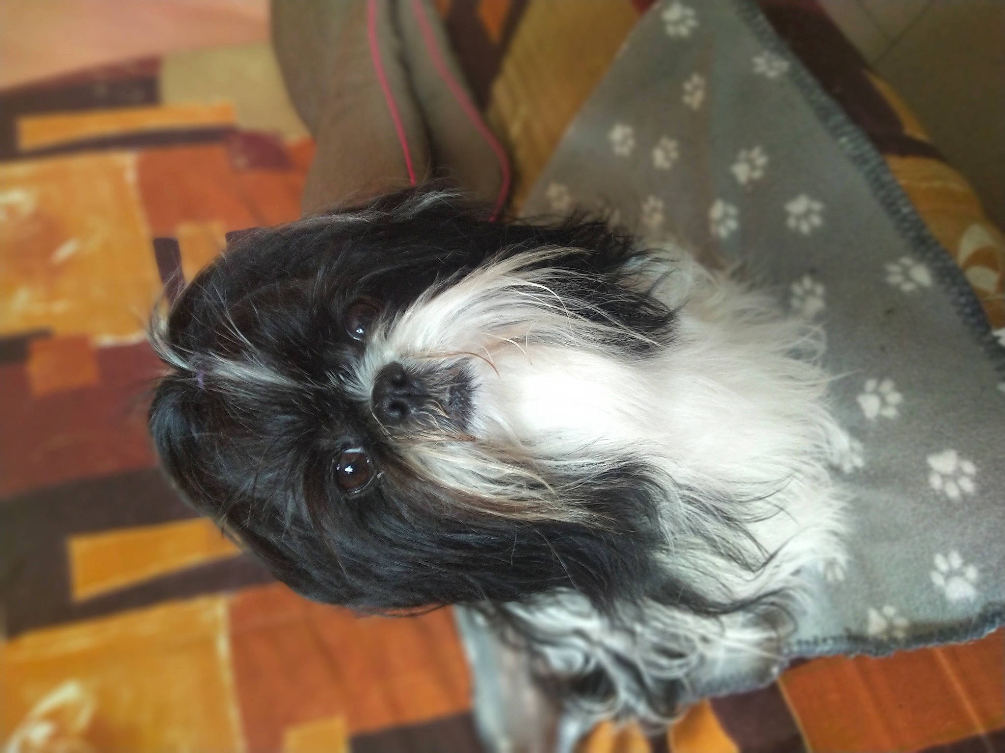 Holly a rejoint le concours — aidez-le/la à gagner de superbes lots ! affenpinscher, bolonka, canidae, carnivore, chinese_imperial_dog, companion_dog, dog, dog_breed, kyi_leo, lowchen, mammal, morkie, non_sporting_group, puppy, schapendoes, shih_tzu, snout, sporting_group, tibetan_terrier, toy_dog